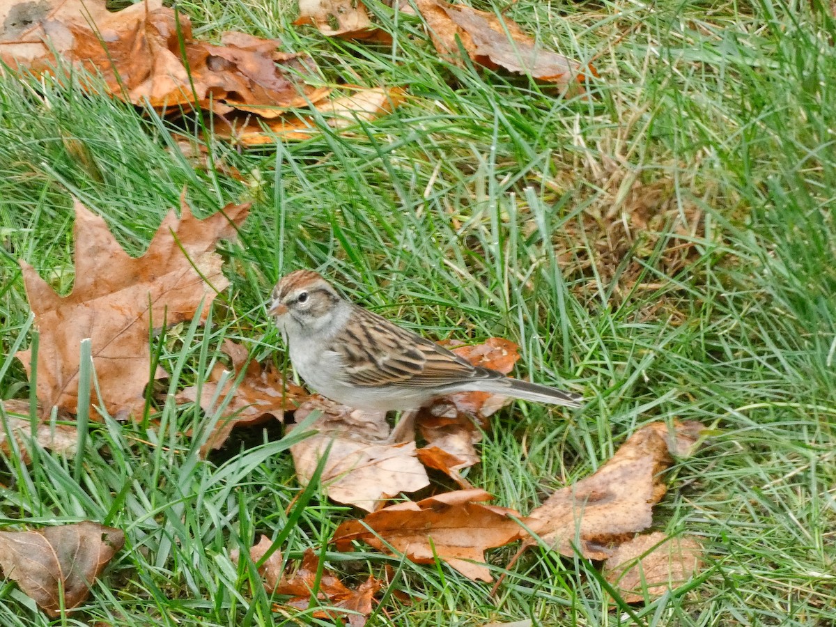 Chipping Sparrow - ML643439210