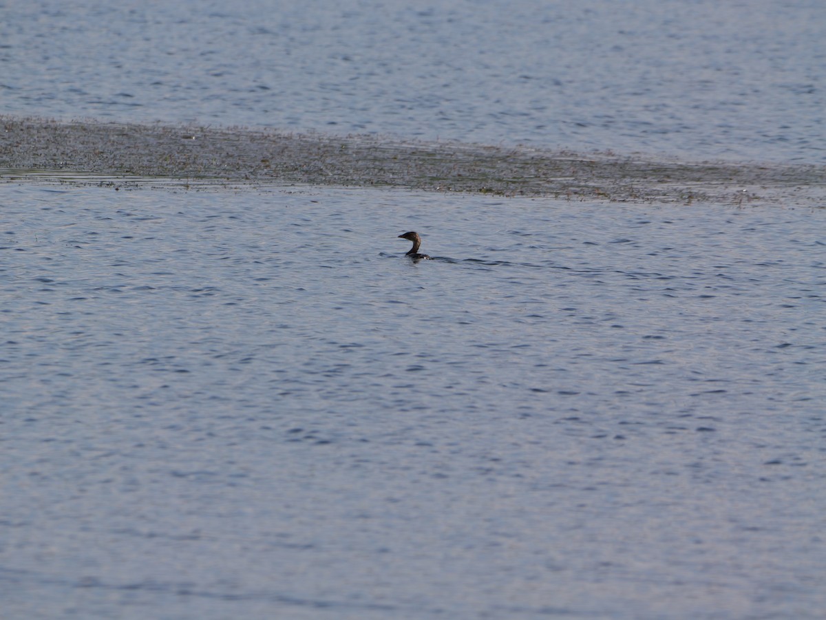 Pied-billed Grebe - ML643439216