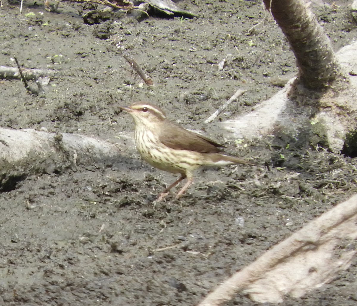 Northern Waterthrush - ML643439222
