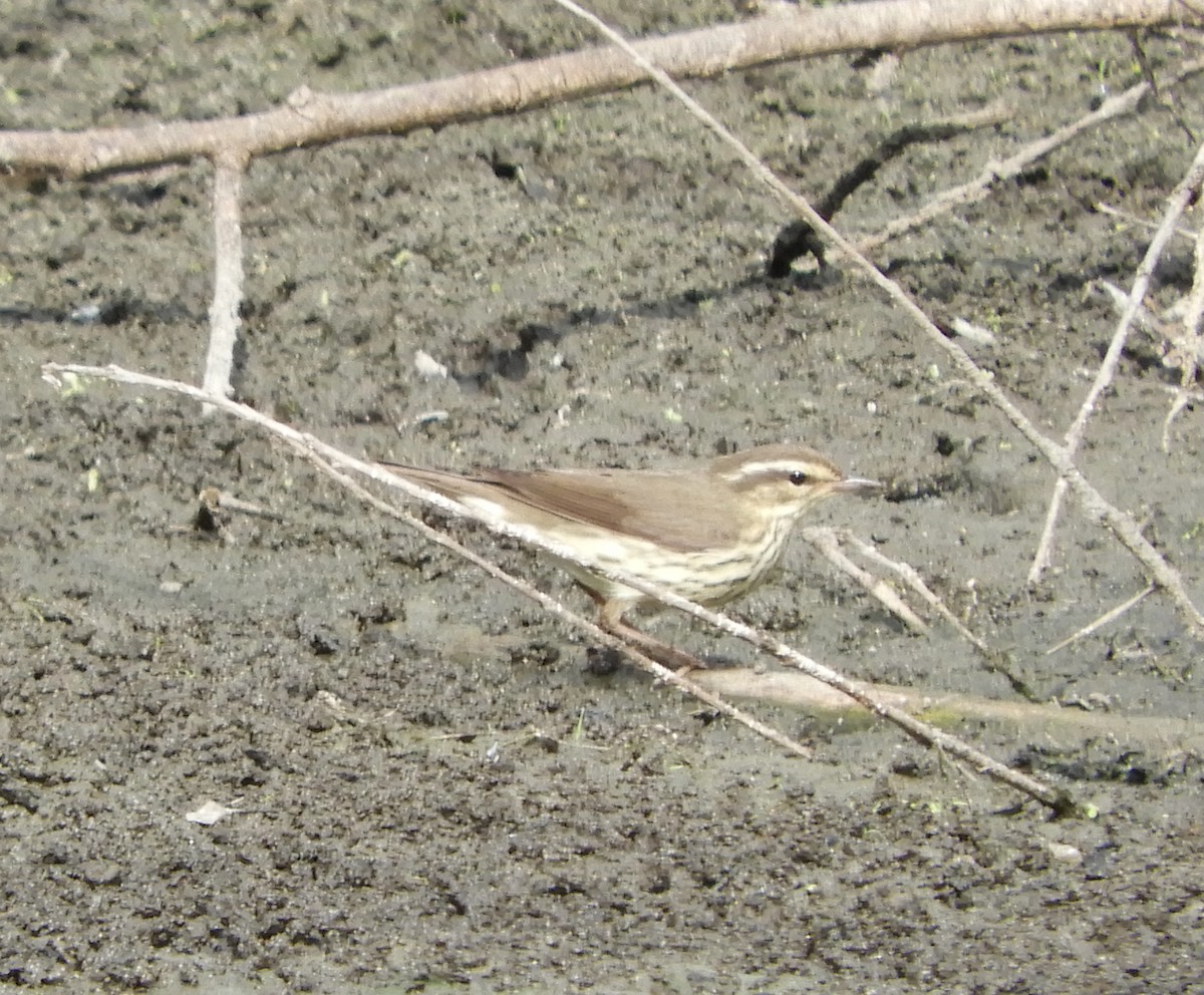 Northern Waterthrush - ML643439223