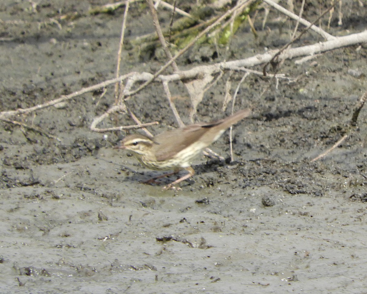 Northern Waterthrush - ML643439224
