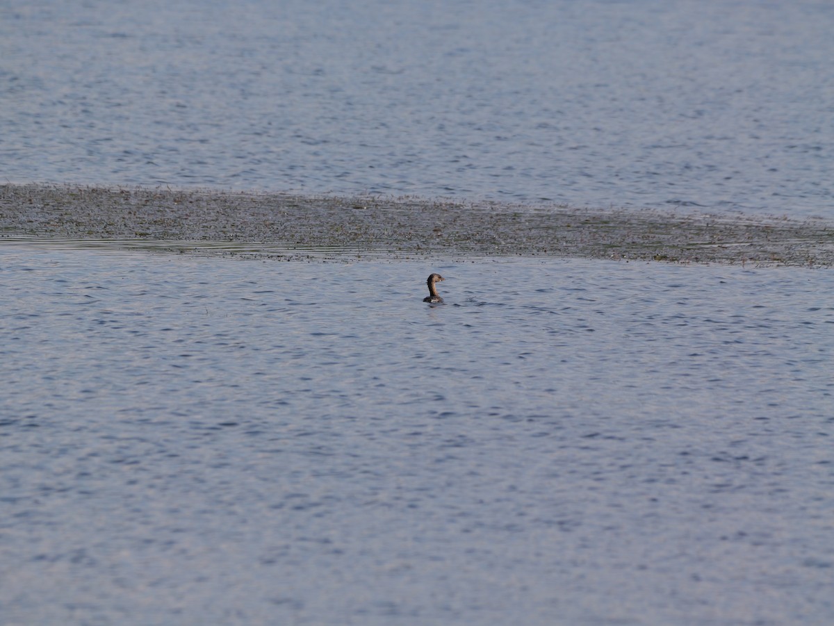 Pied-billed Grebe - ML643439225