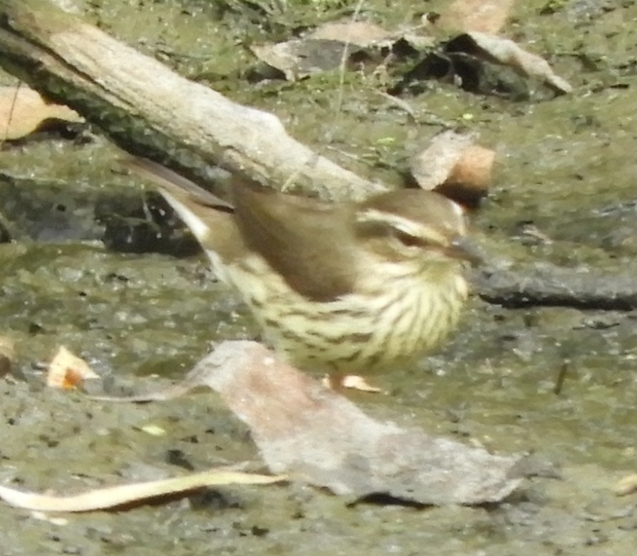 Northern Waterthrush - ML643439236
