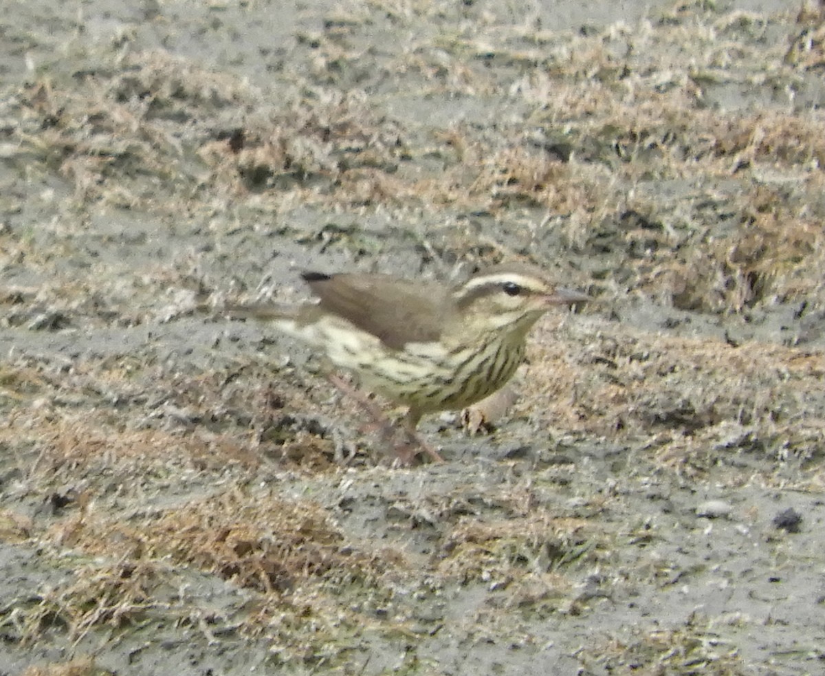 Northern Waterthrush - ML643439237