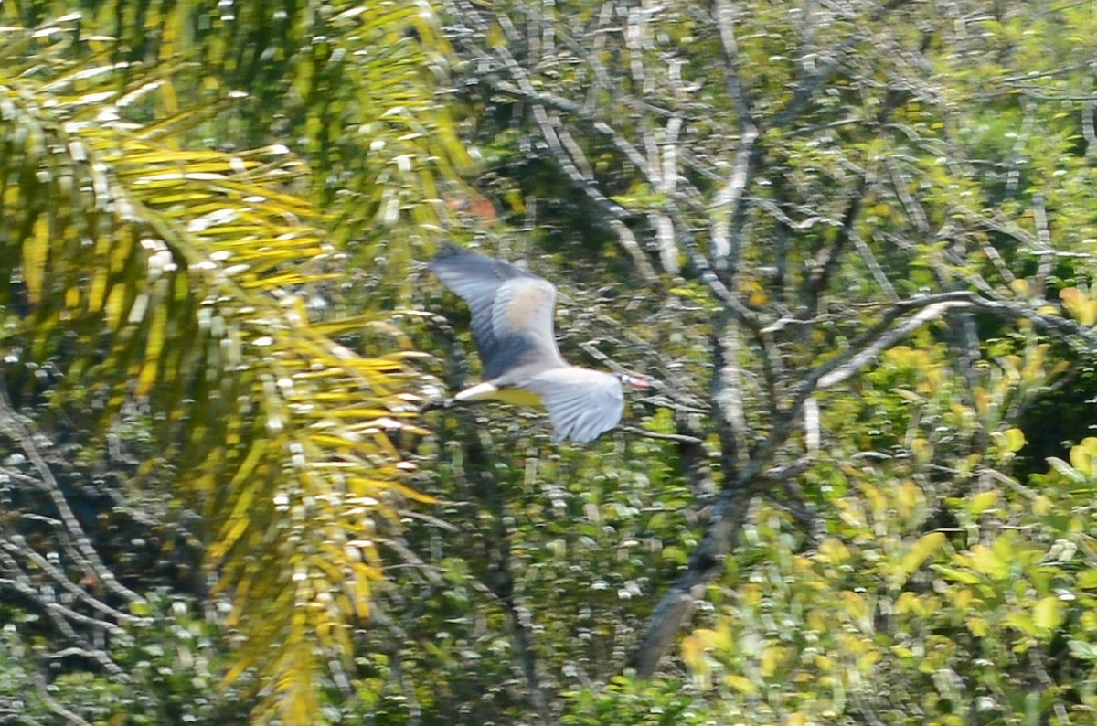 Whistling Heron - ML643439247
