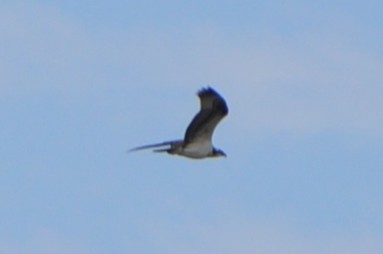 Osprey - ML643439251