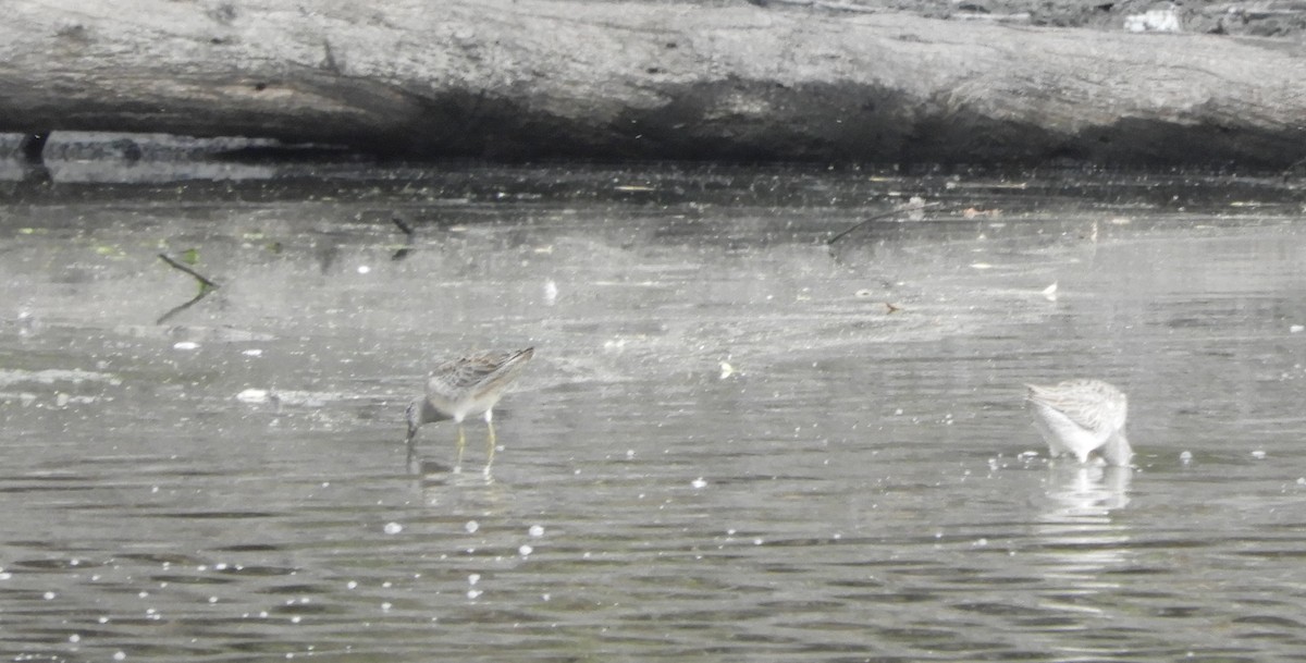 Long-billed Dowitcher - ML643439253