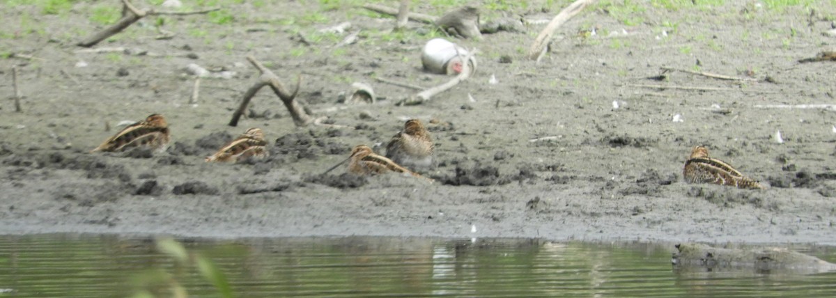 Wilson's Snipe - ML643439254