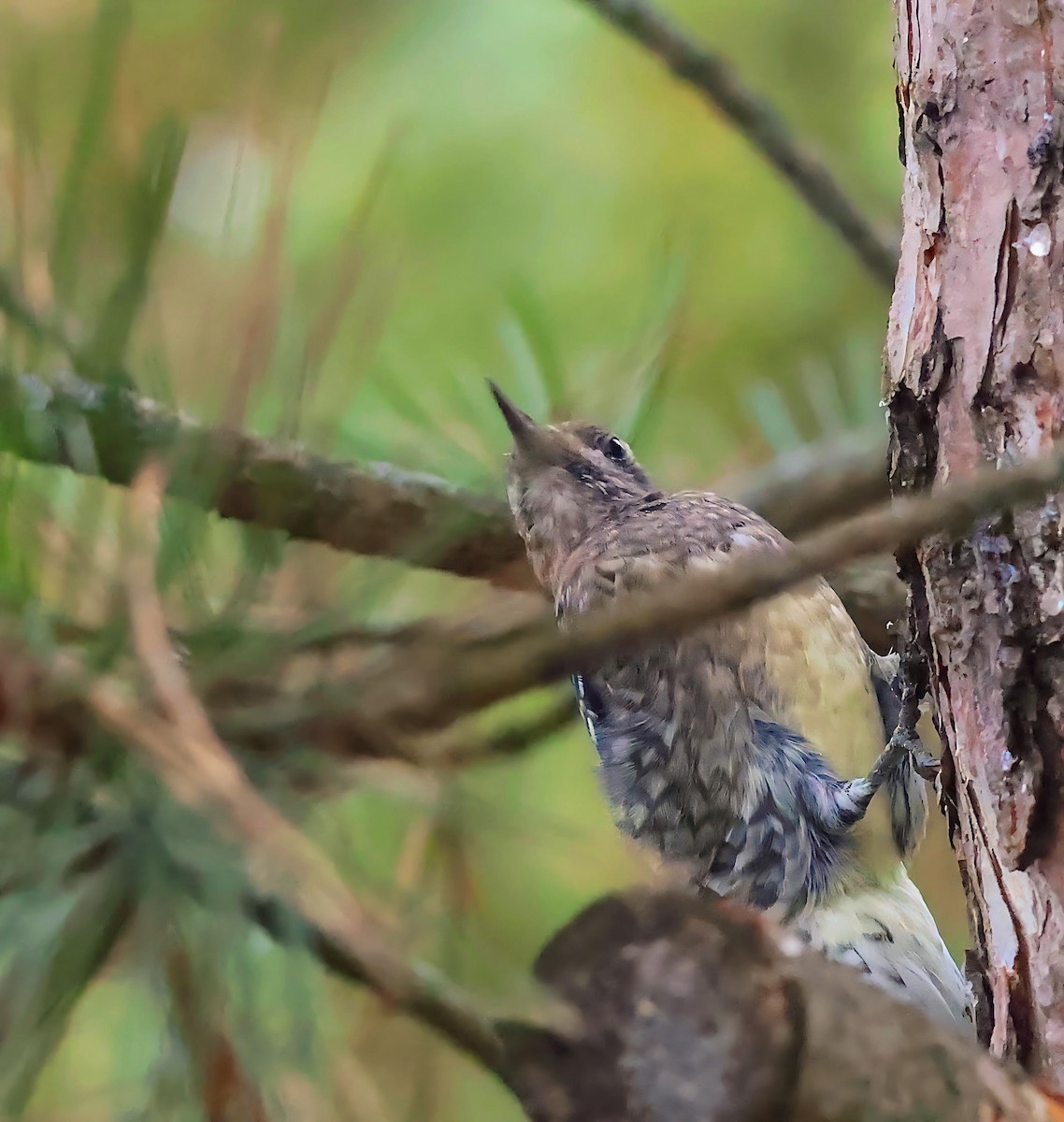 Yellow-bellied Sapsucker - ML643439255