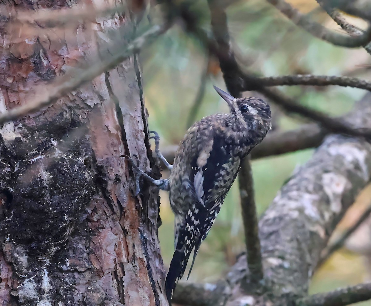 Yellow-bellied Sapsucker - ML643439256