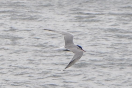 Common Tern - ML643439257
