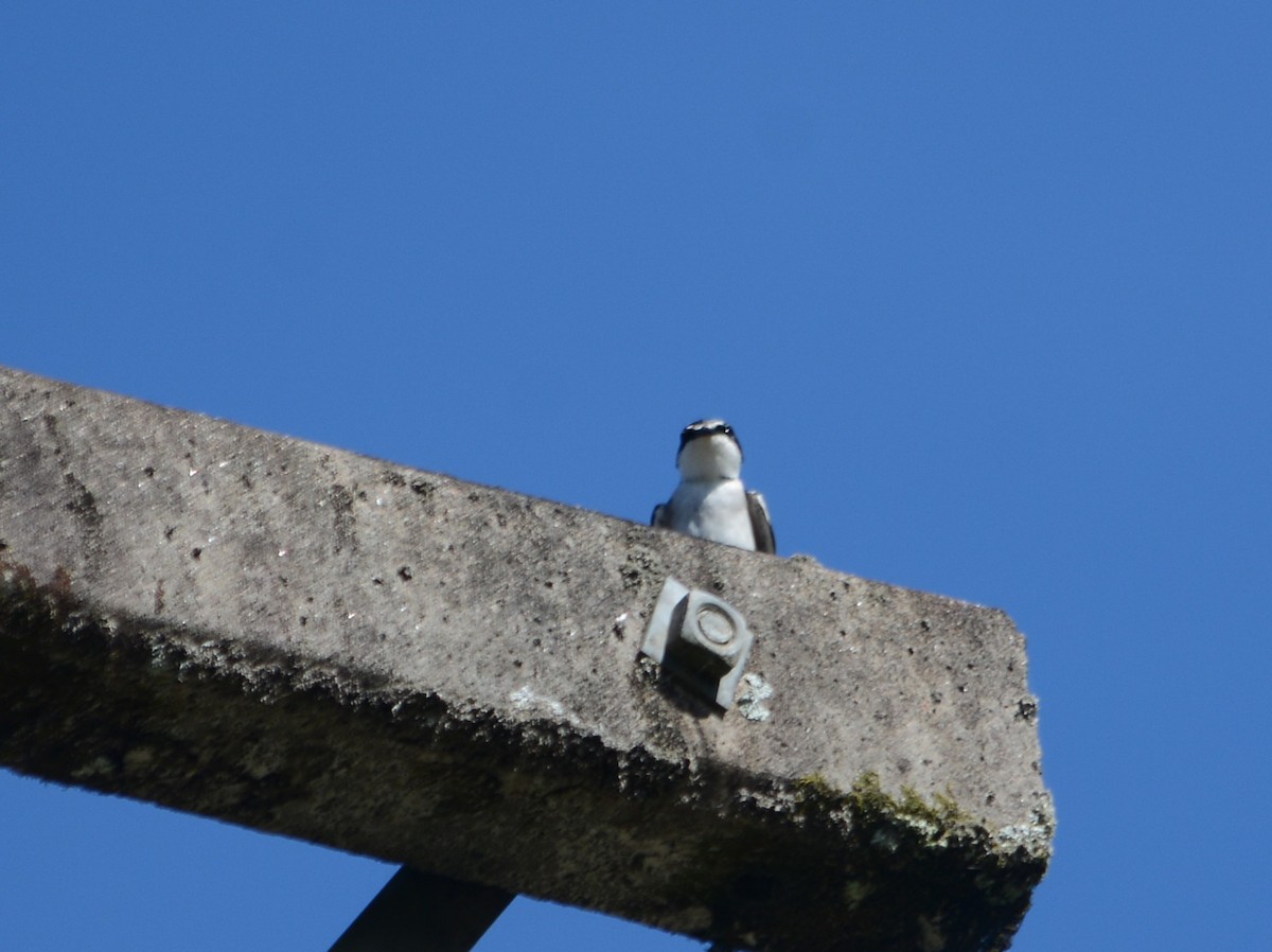 White-rumped Swallow - ML643439264
