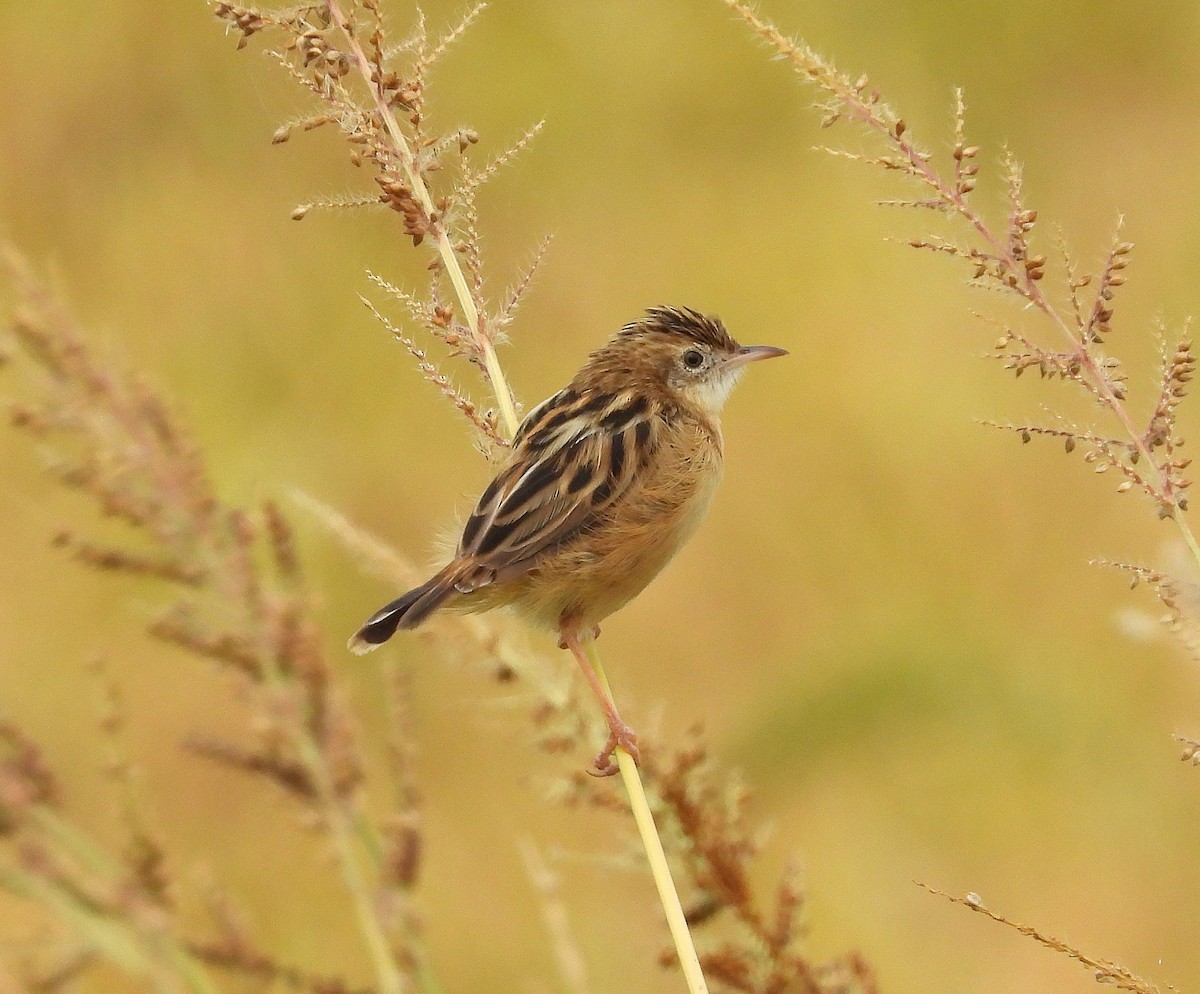 Zitting Cisticola - ML643439268