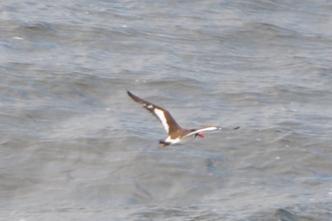 American Oystercatcher - ML643439270