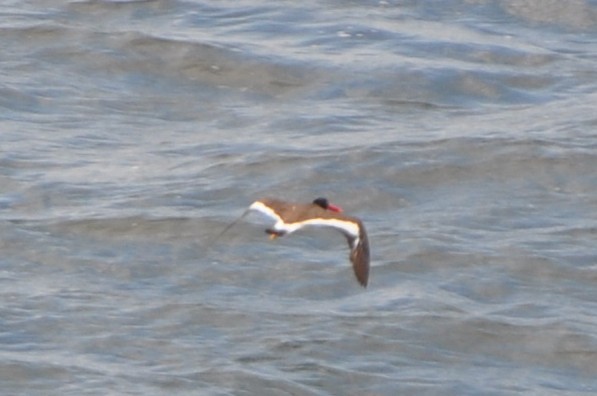 American Oystercatcher - ML643439271