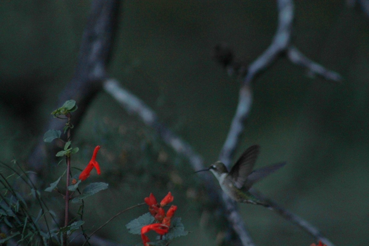 Rivoli's Hummingbird - ML643439287