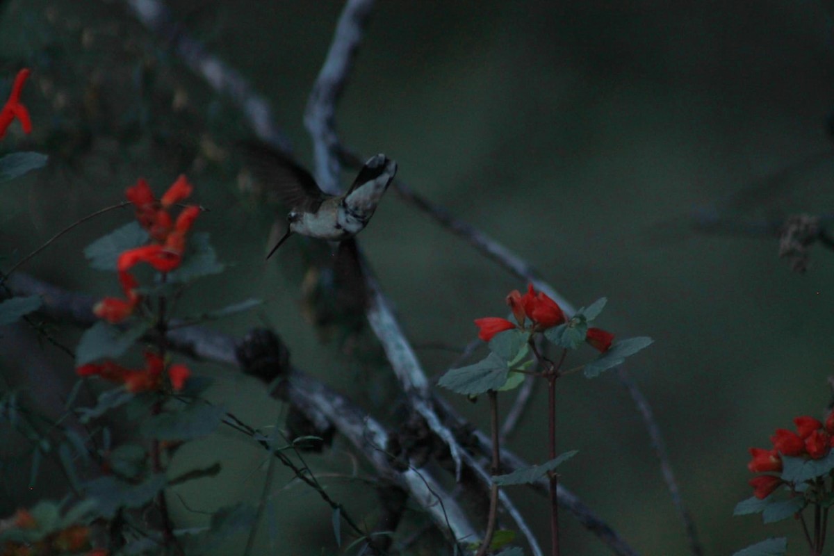 Rivoli's Hummingbird - ML643439288