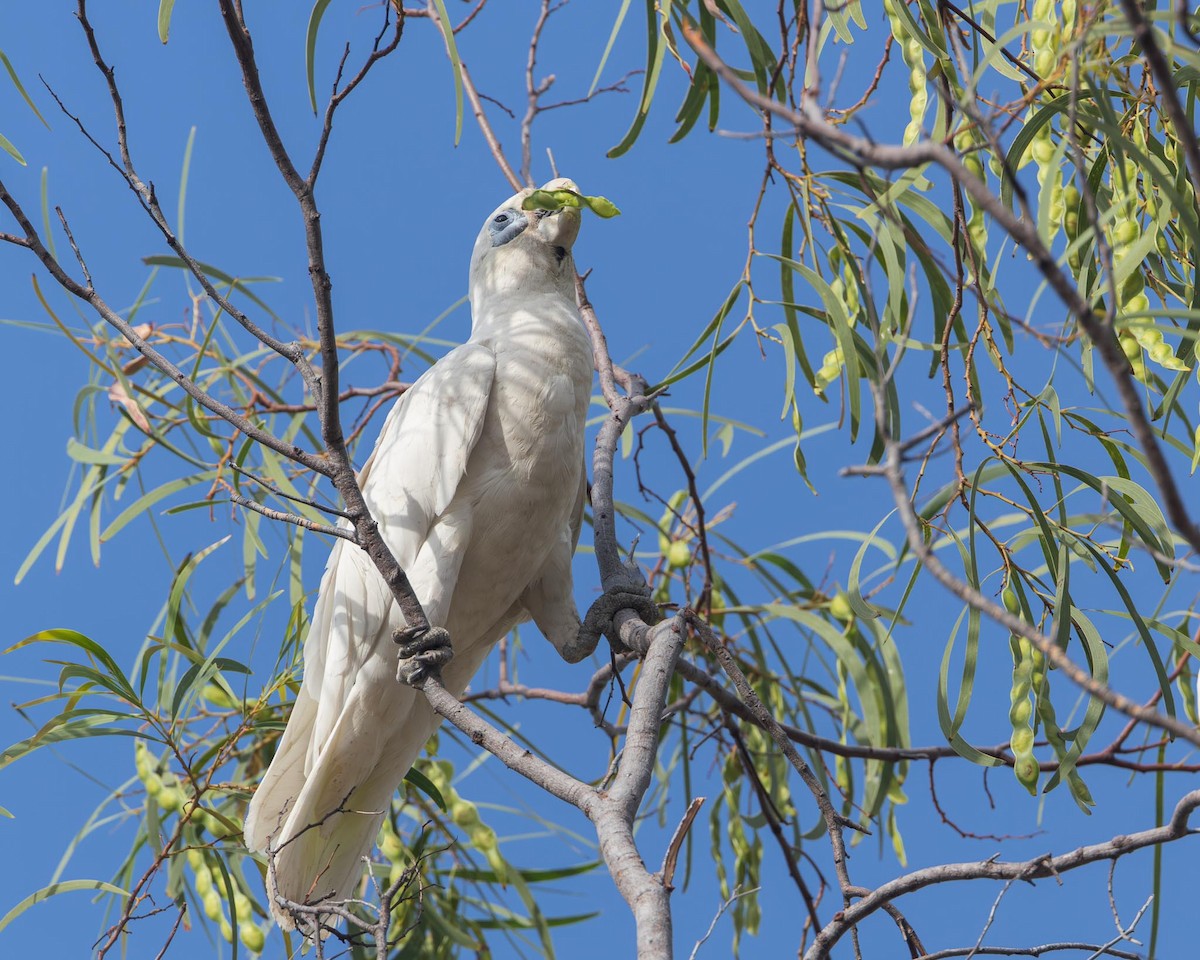 Little Corella - ML643439295