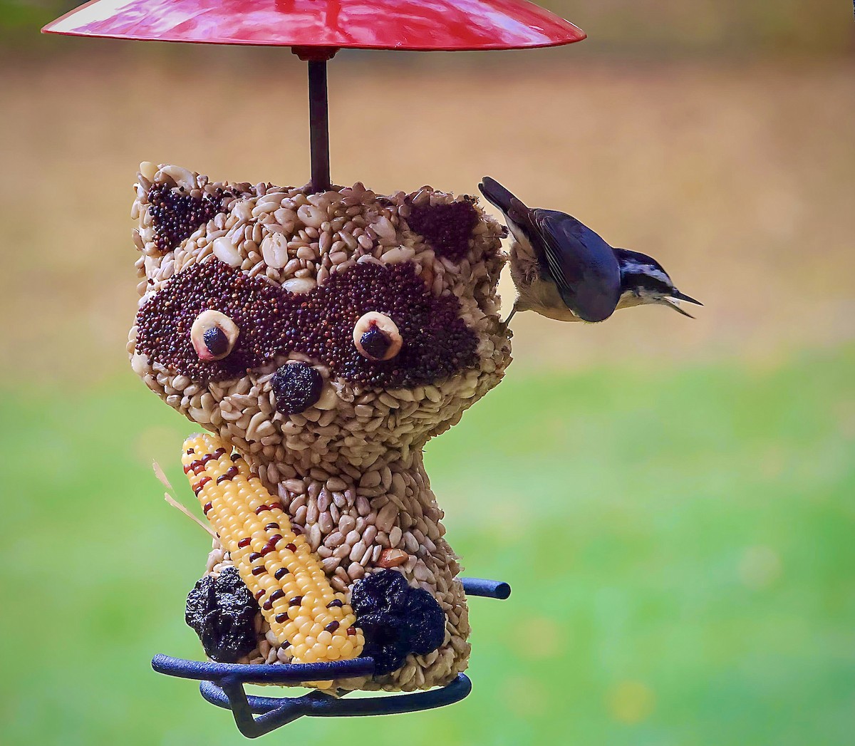 Red-breasted Nuthatch - ML643439296