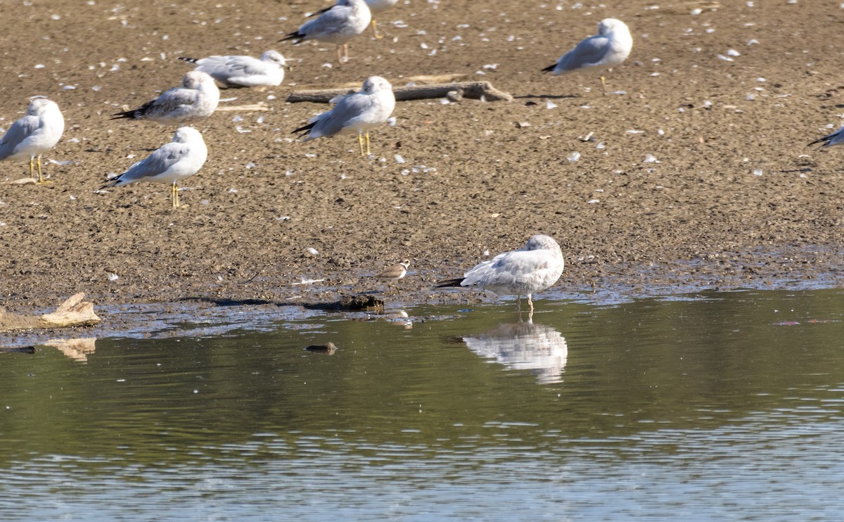 Semipalmated Plover - ML643439299