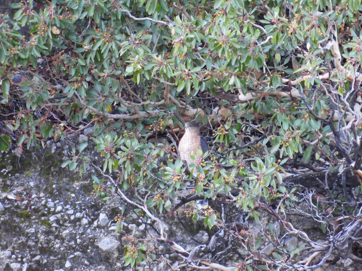 Cooper's Hawk - ML643439324