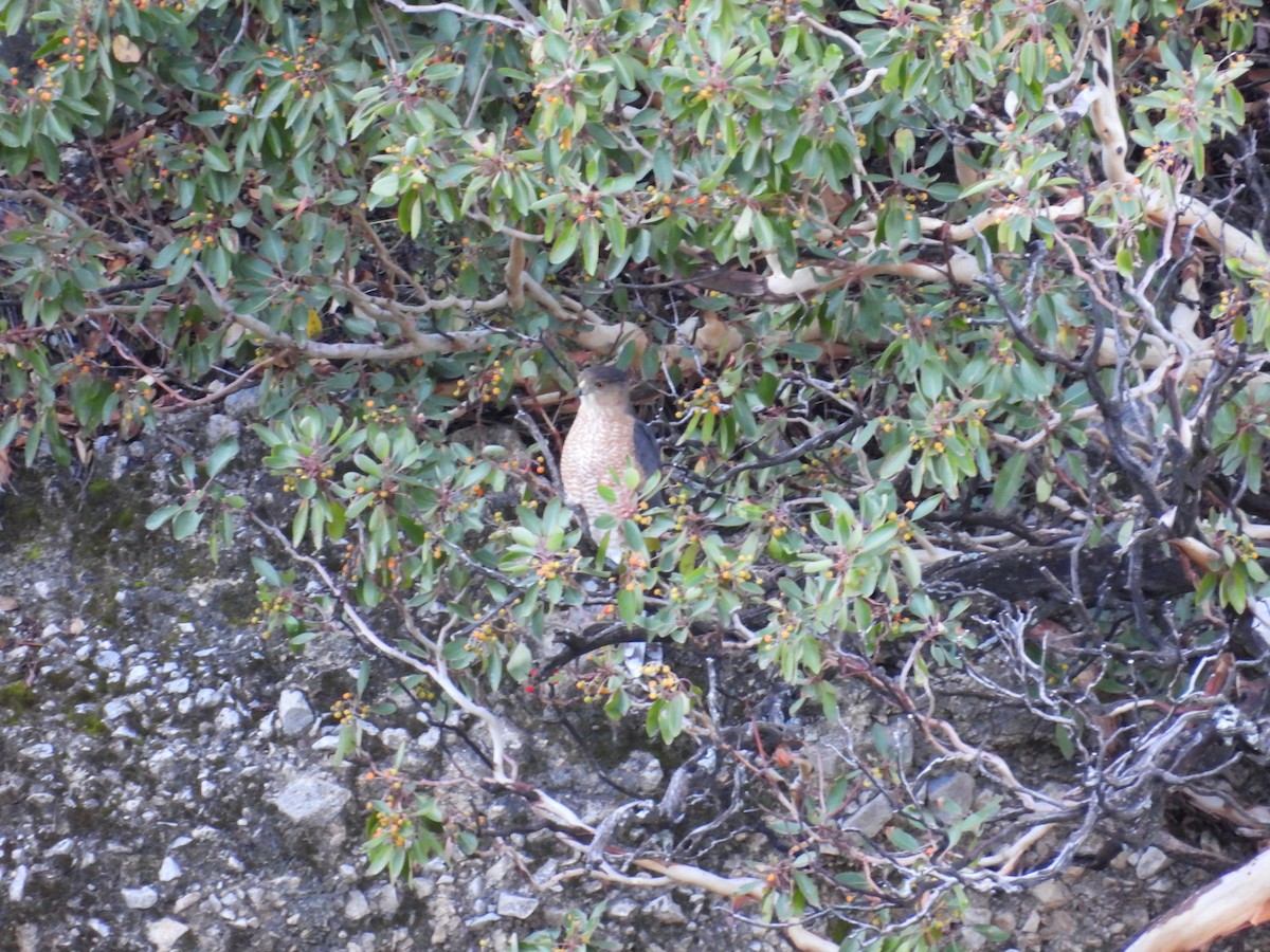 Cooper's Hawk - ML643439325