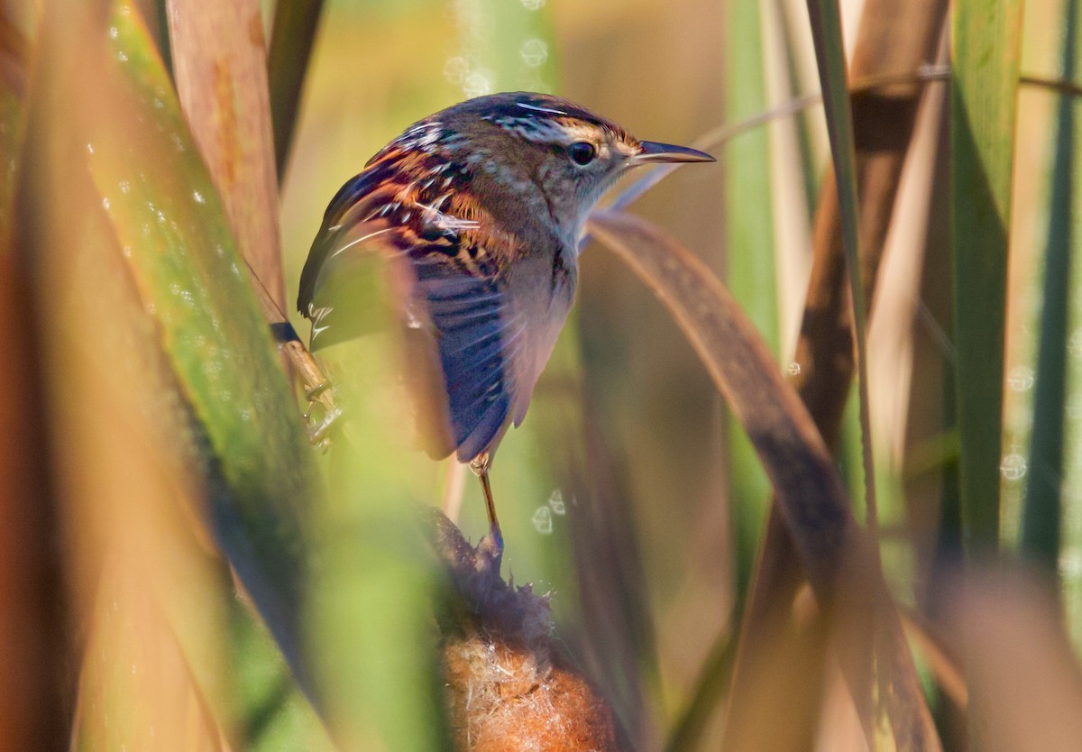 Marsh Wren - ML643439329