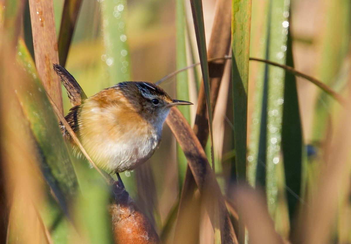 Marsh Wren - ML643439330