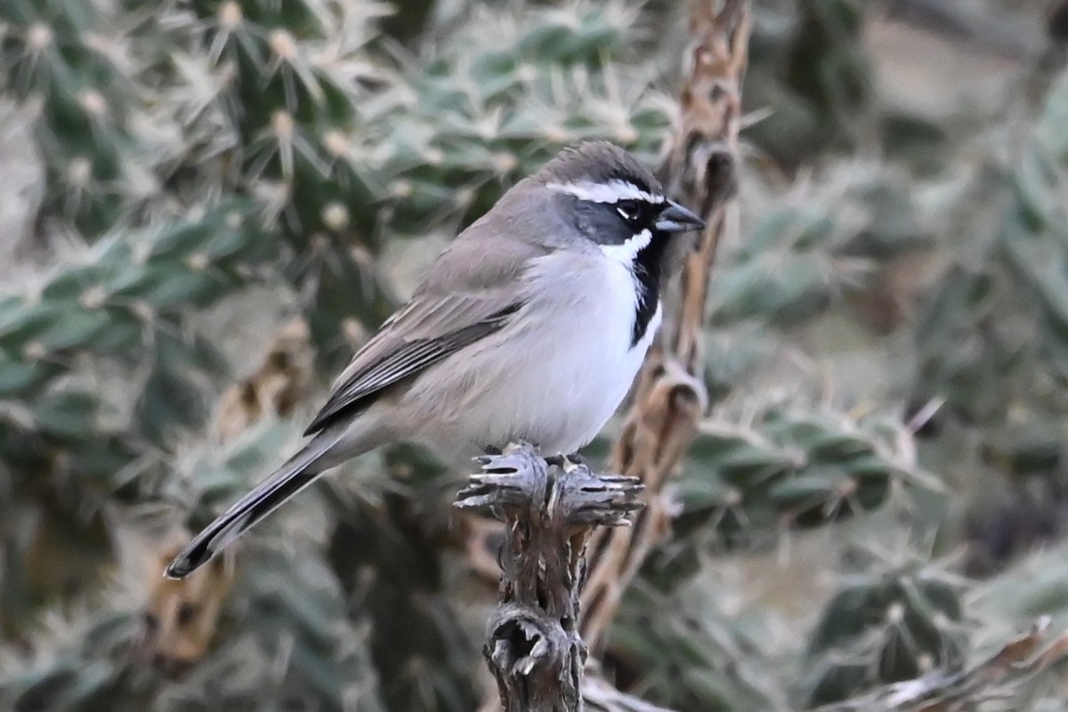 Black-throated Sparrow - ML643439336