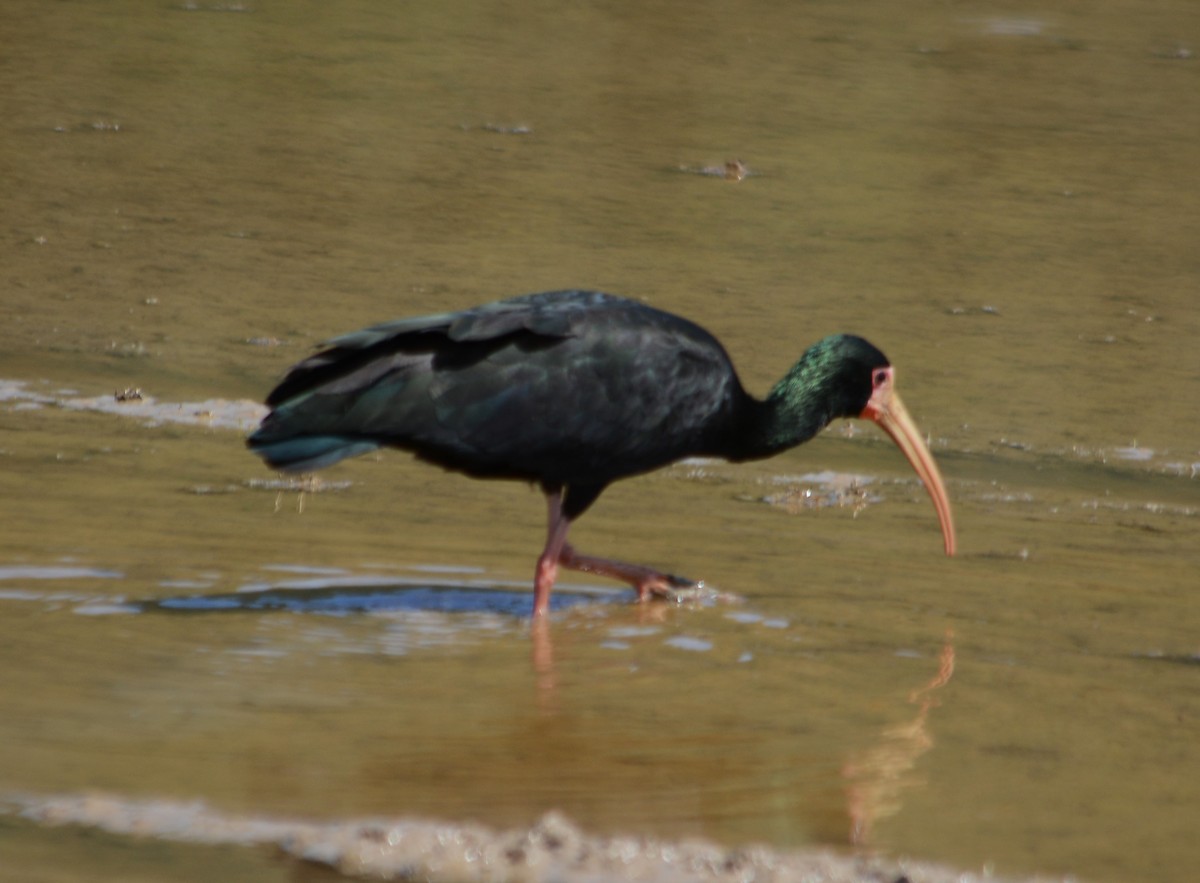 Ibis Afeitado - ML643439354