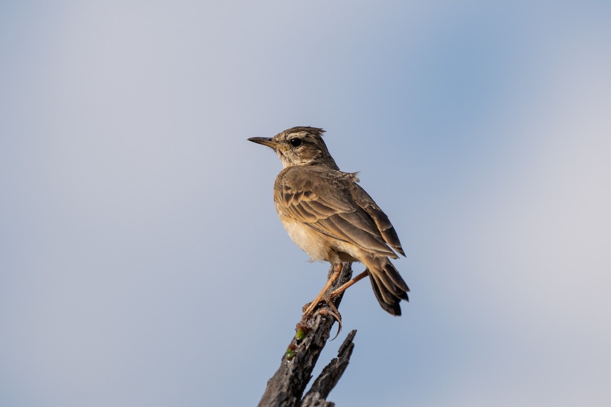 Plain-backed Pipit - ML643439358