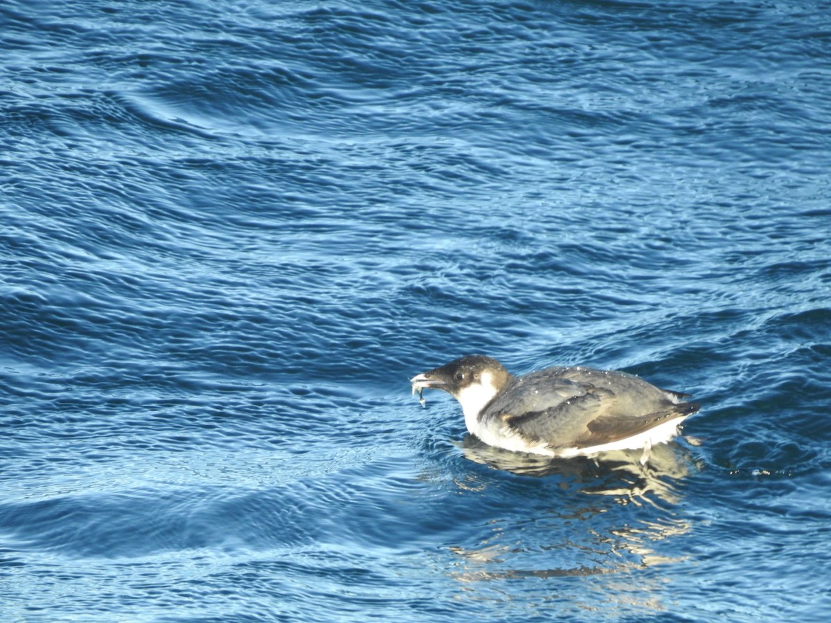 Guillemot à cou blanc - ML643439379