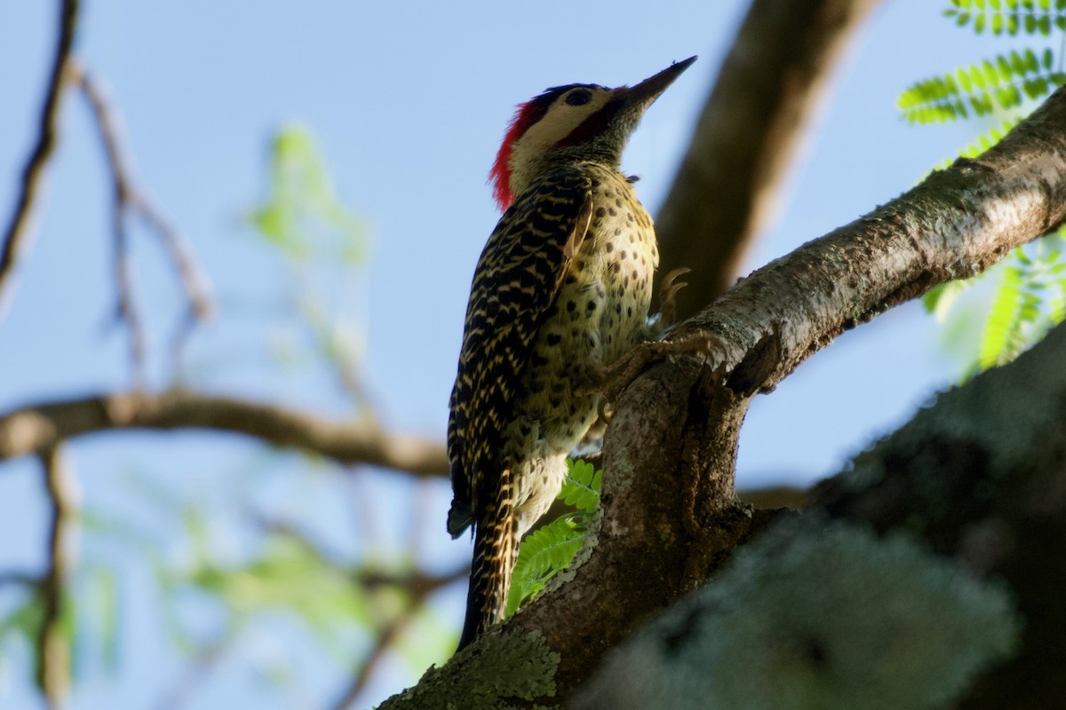 Green-barred Woodpecker - ML643439389