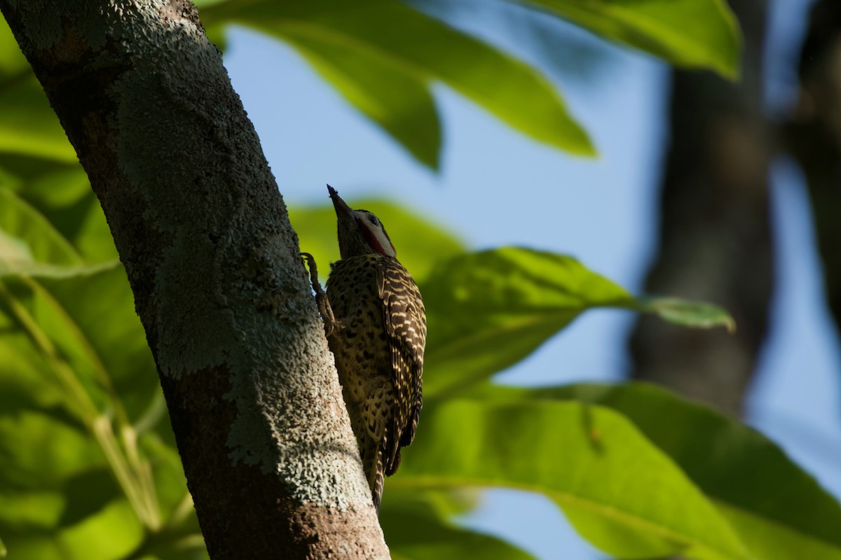 Green-barred Woodpecker - ML643439390
