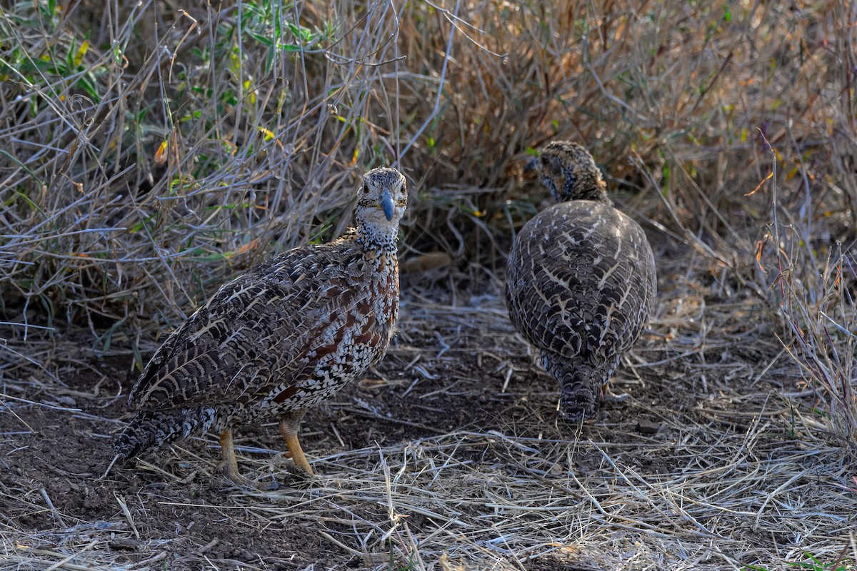 Shelley's Francolin - ML643439394