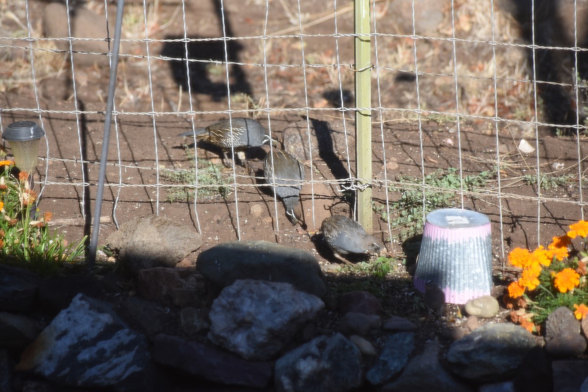 California Quail - ML643439428