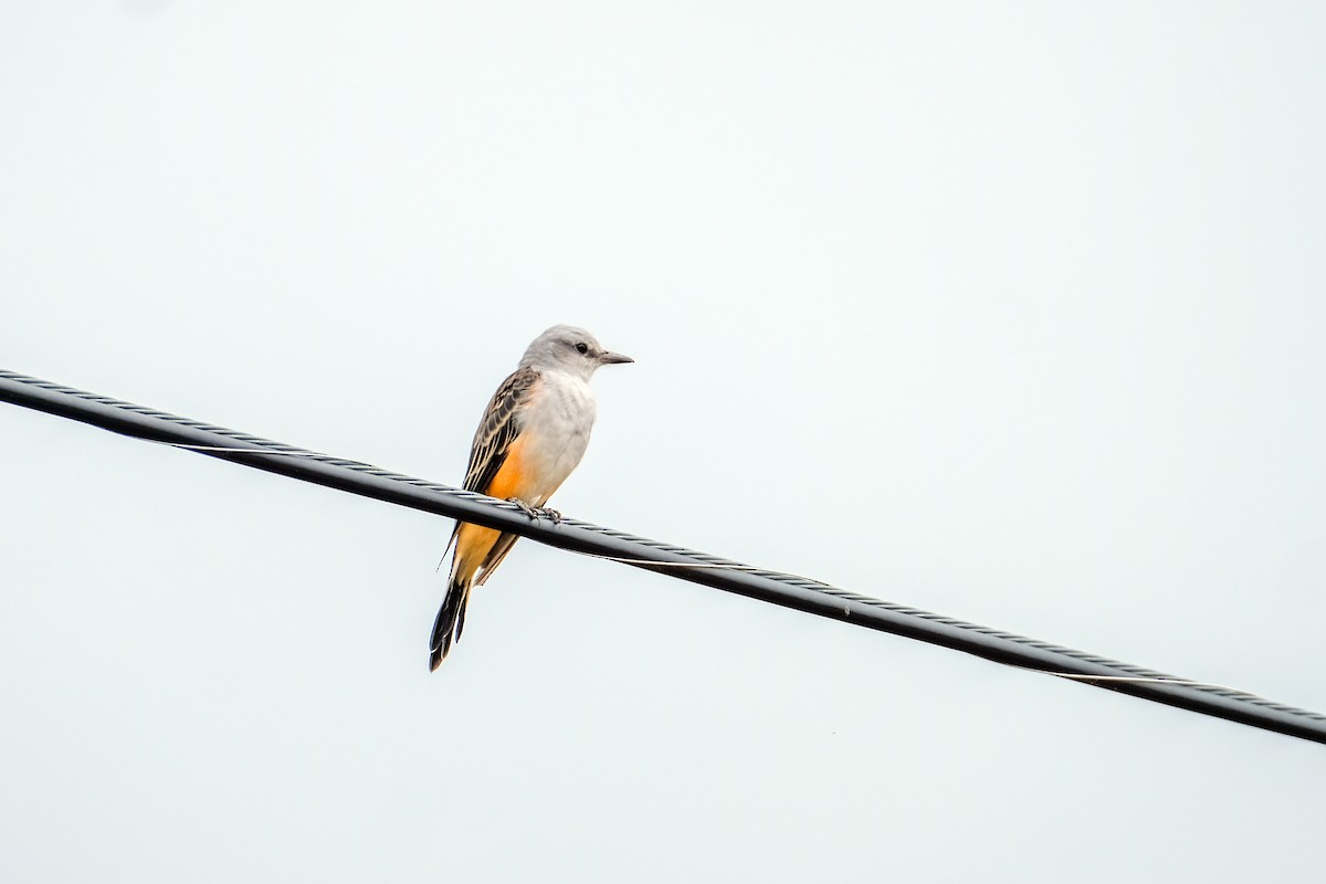 Scissor-tailed Flycatcher - ML643439434