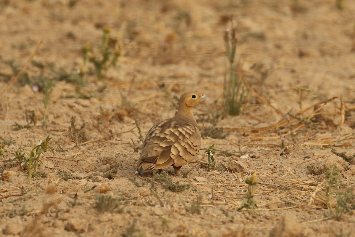Chestnut-bellied Sandgrouse - ML643439441