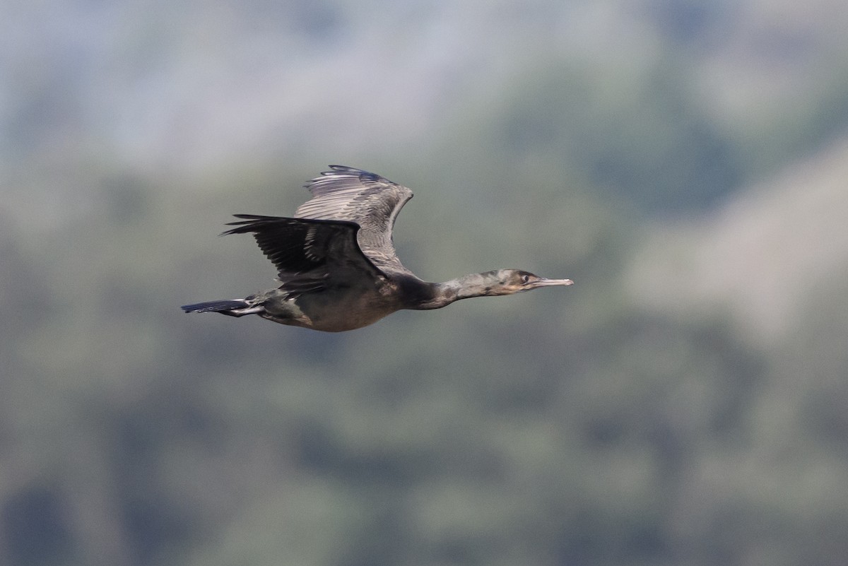 Brandt's Cormorant - ML643439449