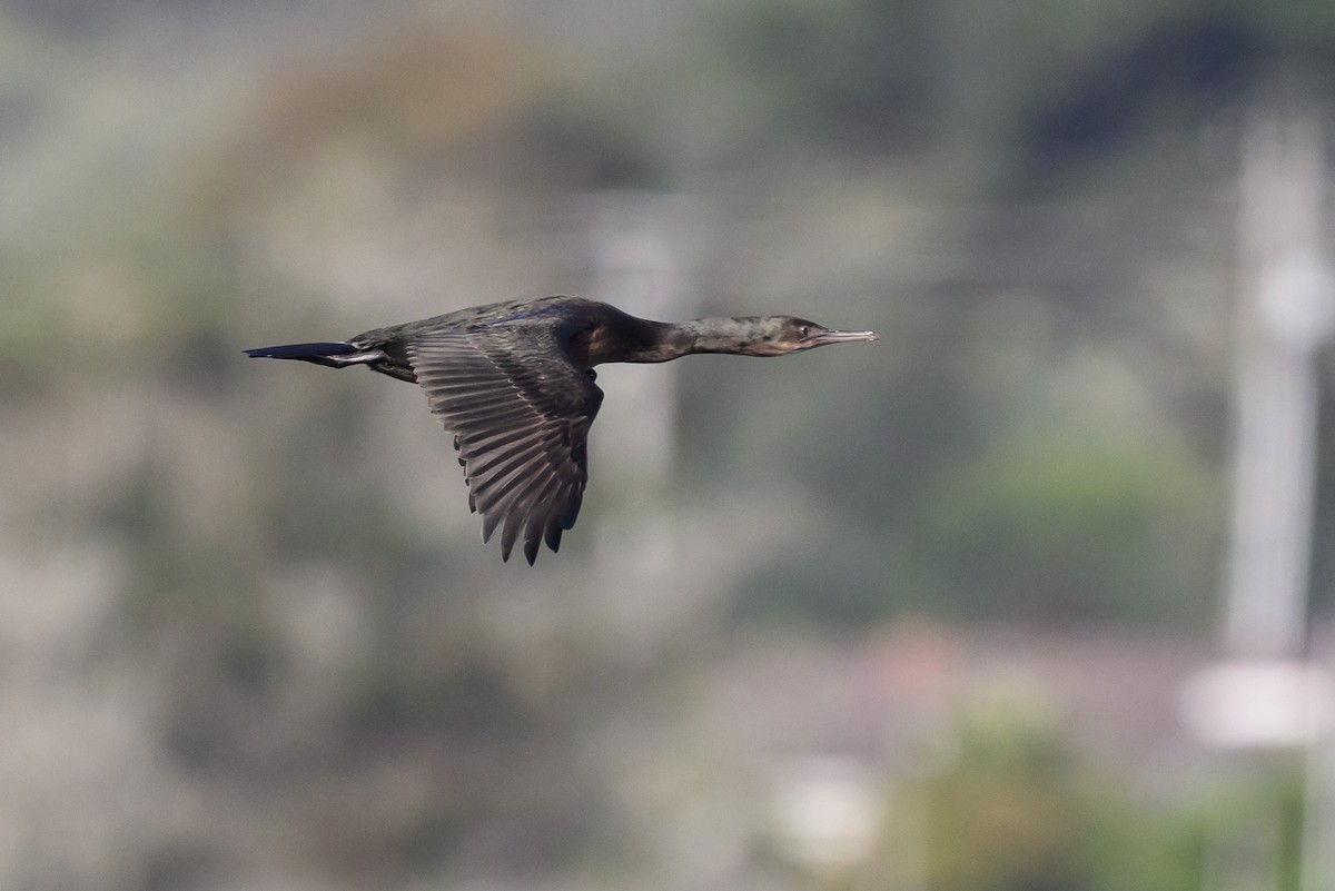 Brandt's Cormorant - ML643439450