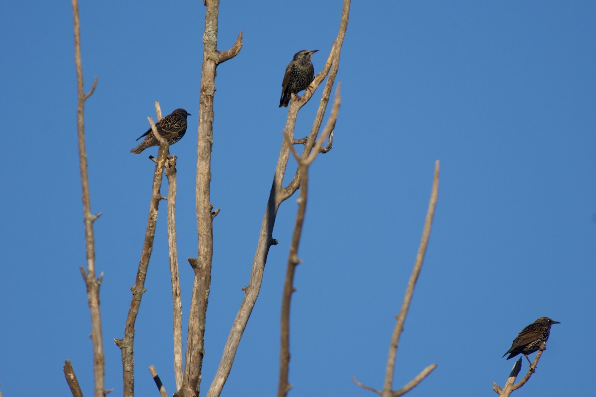 European Starling - ML643439457
