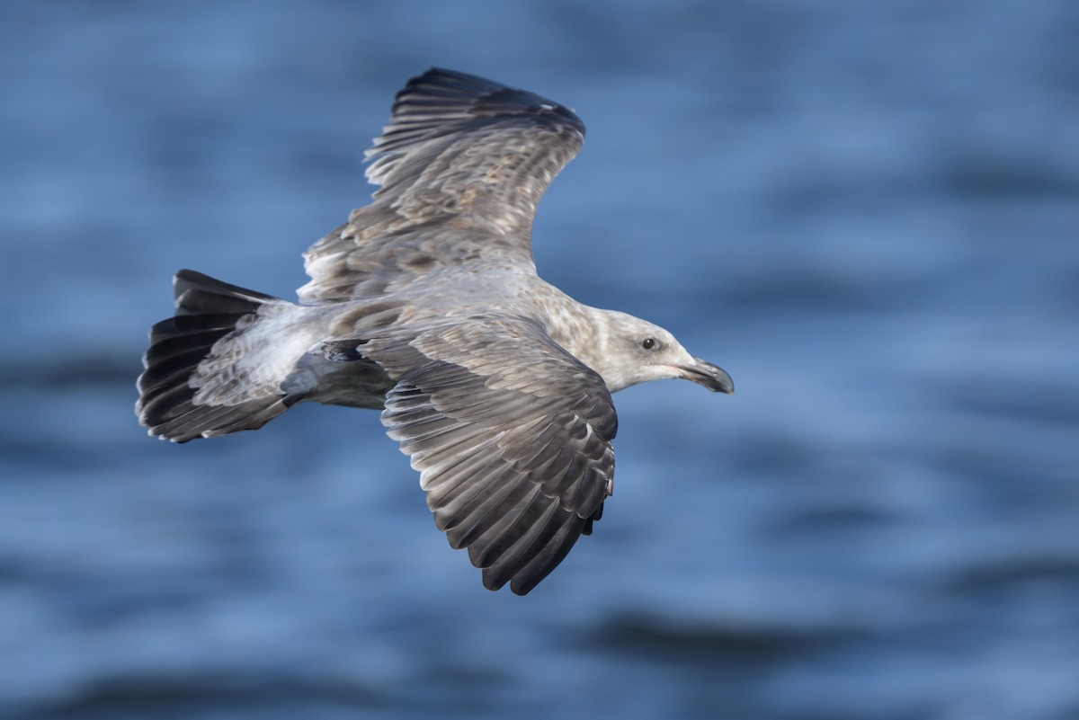 Western Gull - ML643439458