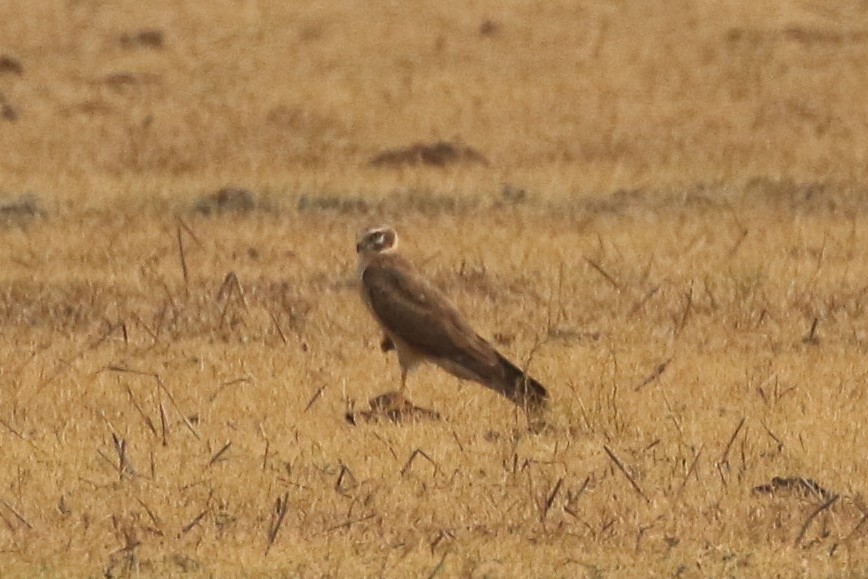 Pallid Harrier - ML643439459