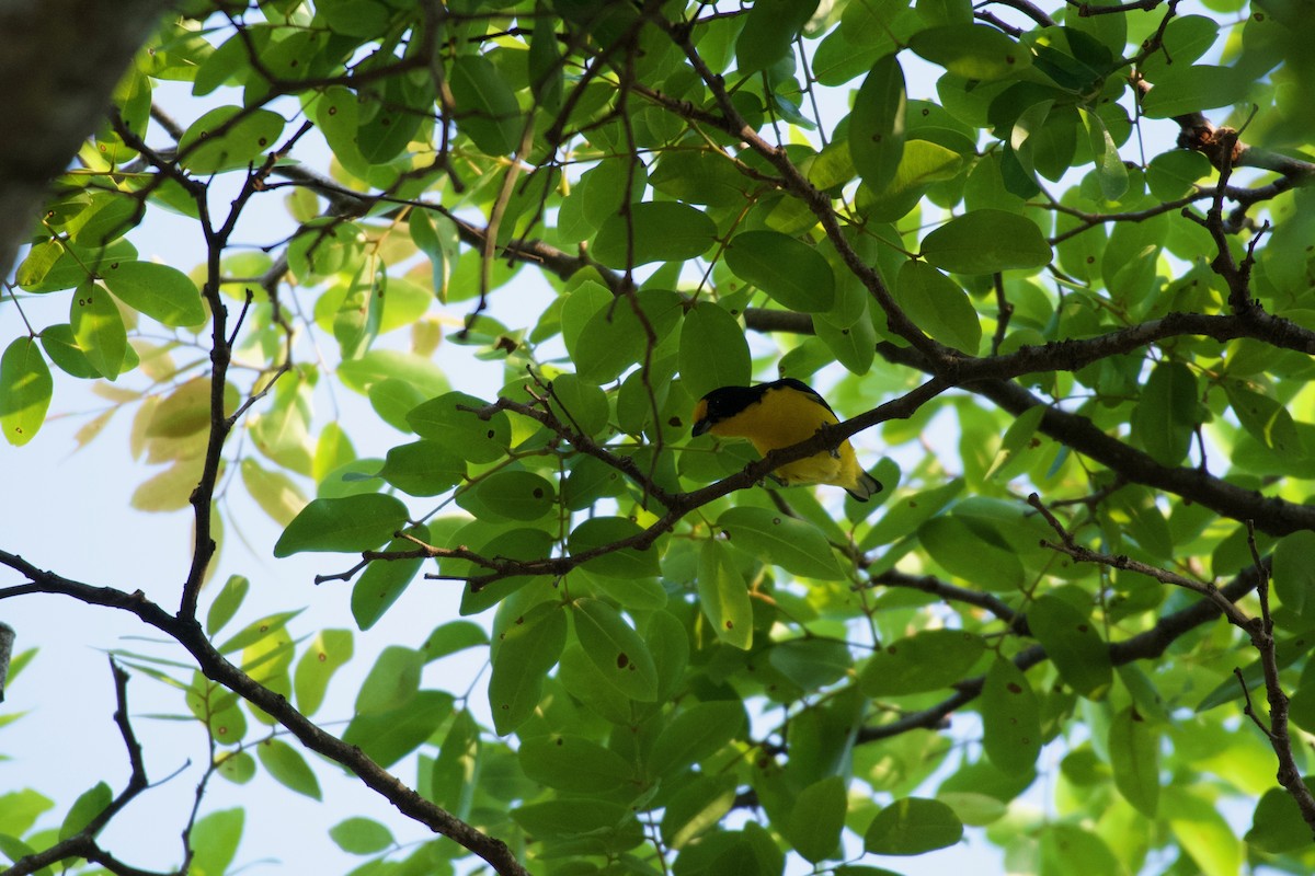 Violaceous Euphonia - ML643439469