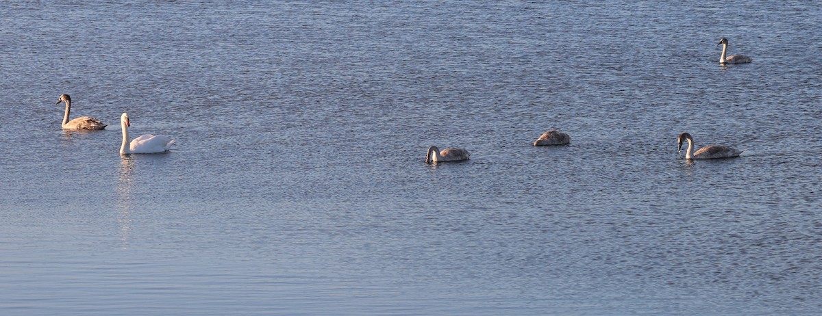Mute Swan - ML643439486