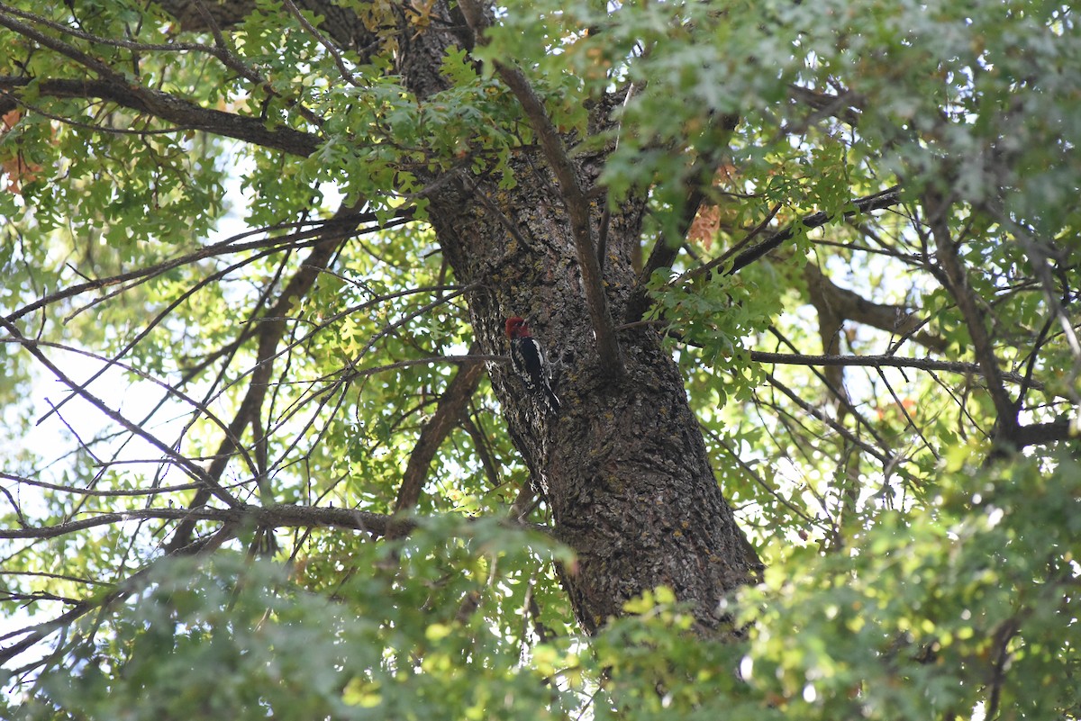 Red-breasted Sapsucker - ML643439487