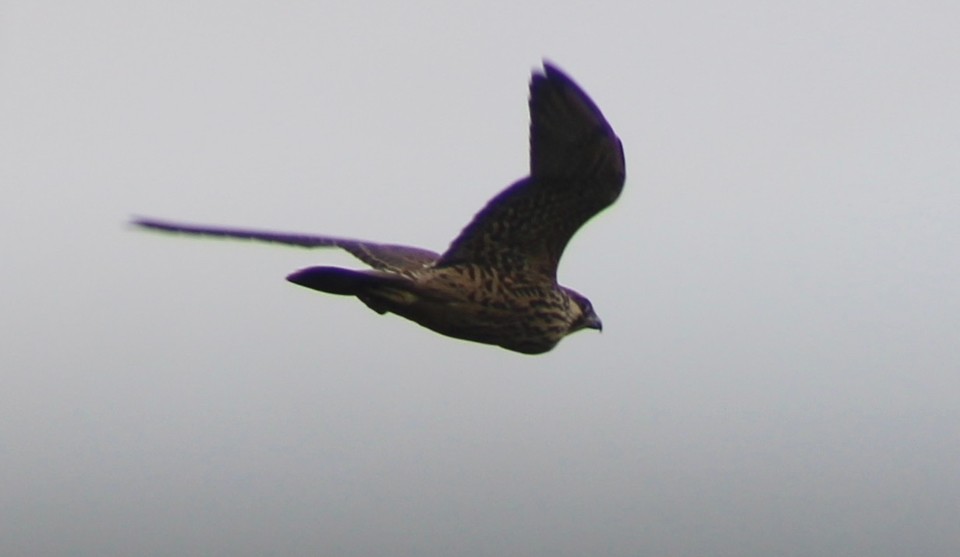 Peregrine Falcon - ML643439498