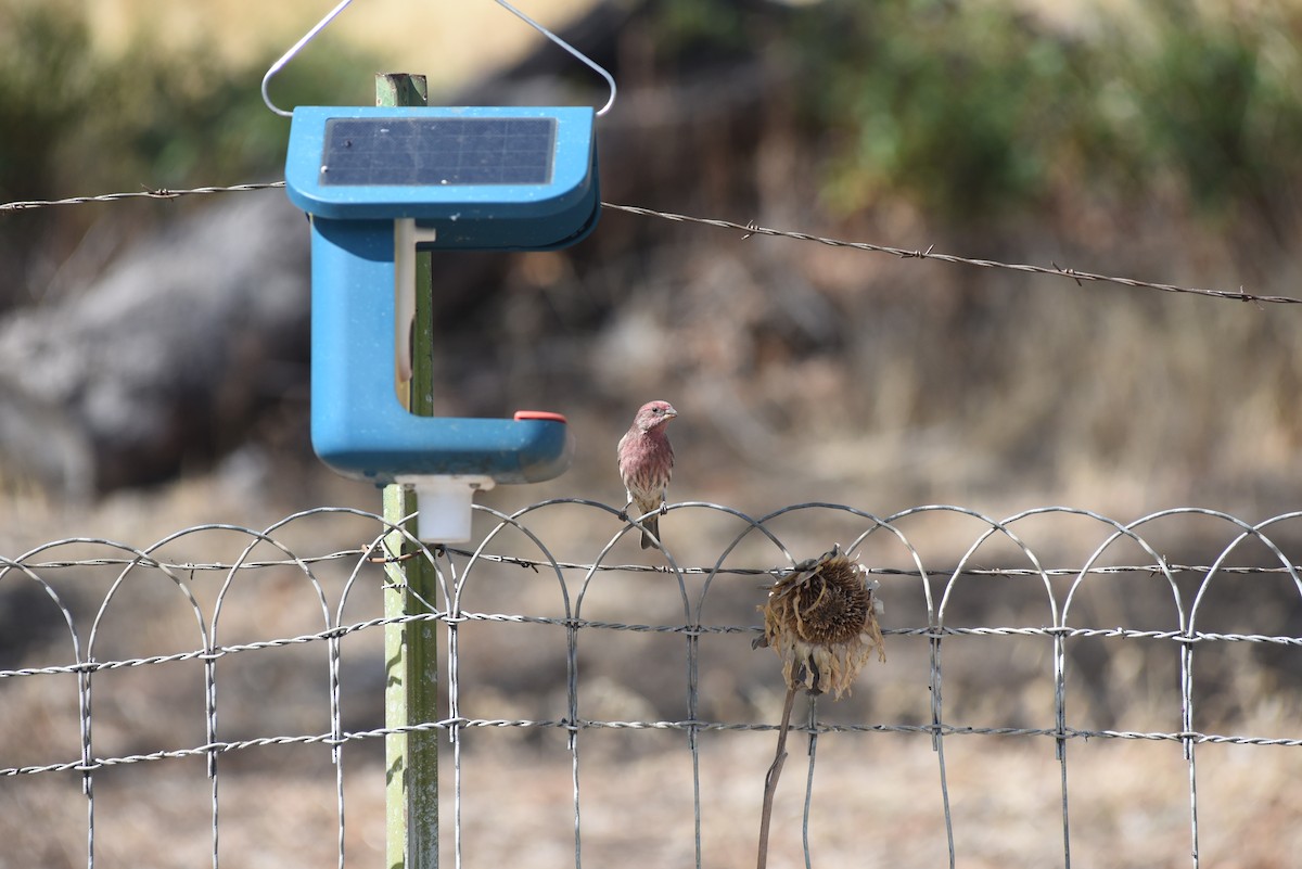 House Finch - ML643439506