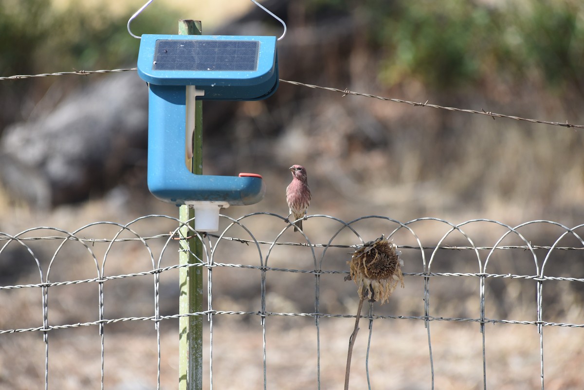 House Finch - ML643439507