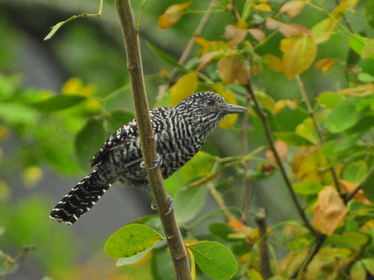 Bar-crested Antshrike - ML643439510
